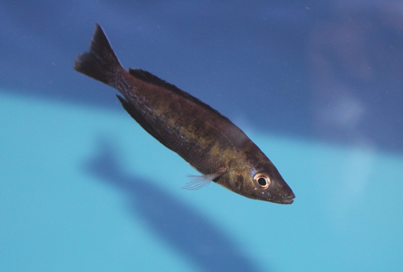 Cyprichromis microlepidotus 'Kiriza'